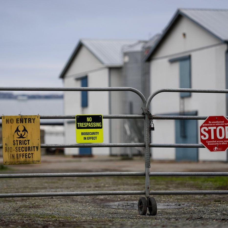 Health officials in Ontario's Peel Region suspect avian flu in wild bird deaths